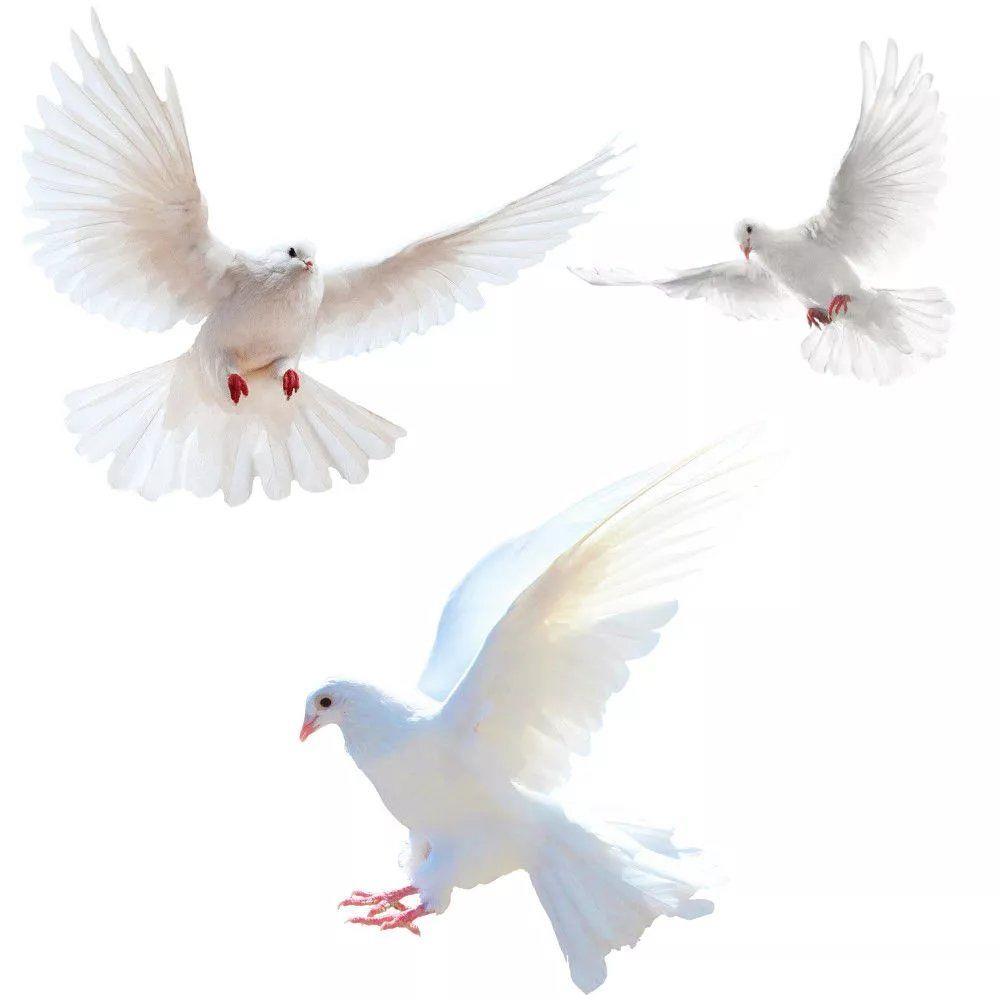 Home Bathroom Upgrades - Peace Dove Wall Stickers for Living