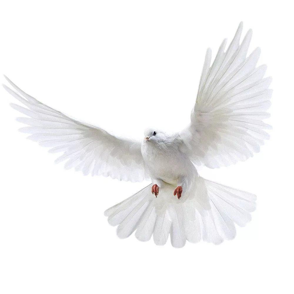 Peace Dove Wall Stickers for L - đánh giá và giá Home Bathroom Upgrades