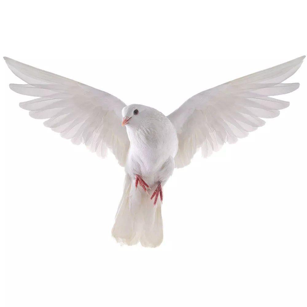 Peace Dove Wall Stickers for L - đánh giá và giá Home Bathroom Upgrades